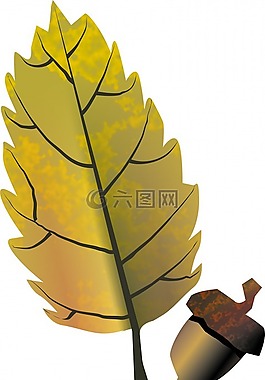 橡子,樹,水果