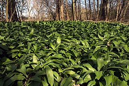 莱茵,河漫滩,草地