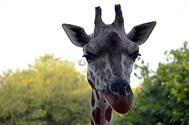 長(zhǎng)頸鹿,頭,動(dòng)物園