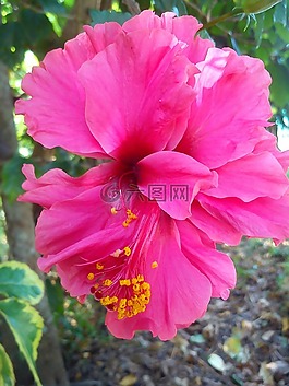 性質(zhì),粉色,鮮花