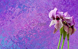 虹膜,花,紫