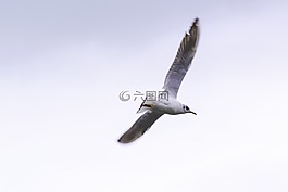 鳥,鷗,自然