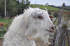山羊,農(nóng)場,運動