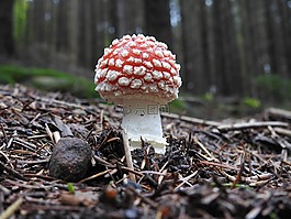 飛木耳,蜘蛛,森林蘑菇