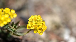 花,黃色,春天的花