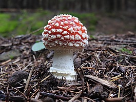 飛木耳,蜘蛛,森林蘑菇