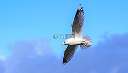 鳥,鷗,自然