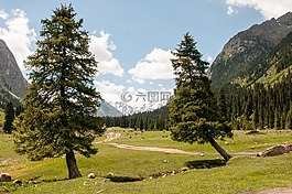 云杉,樹,山