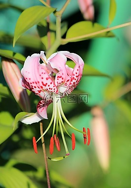 百合,花卉,粉紅色的莉莉