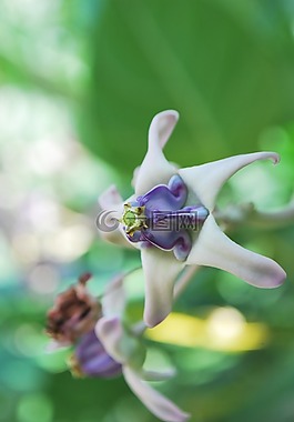 獨愛,花,白色的花