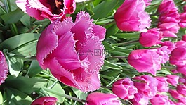 郁金香,荷蘭,花春