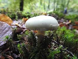 蘑菇,森林的地面,森林蘑菇