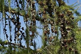 落葉松,針葉樹,樹