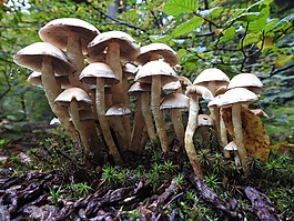 蘑菇,森林的地面,森林蘑菇