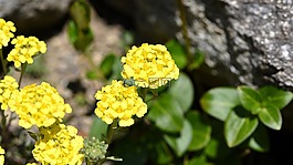 花,黃色,春天的花