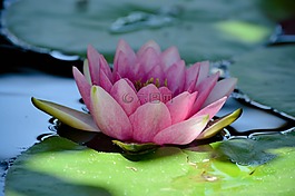 水,百合,花