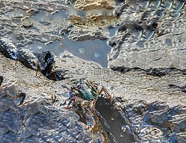 水动物,石,水