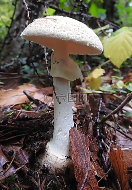 蘑菇,森林的地面,森林蘑菇