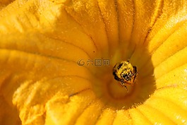 花,蜜蜂,昆蟲