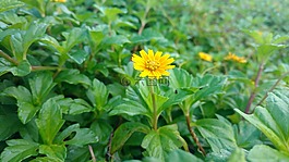 花,海灘,葉子