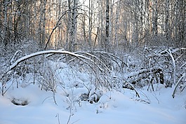 森林,冬季,雪