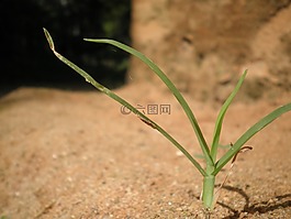 草,綠色,葉子