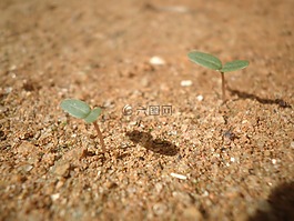 幼苗,植物,增長