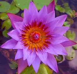花,牙買(mǎi)加,紫色