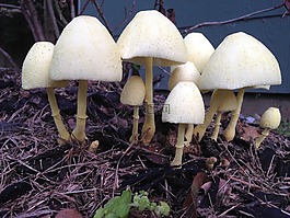 蘑菇,毒菌,真菌
