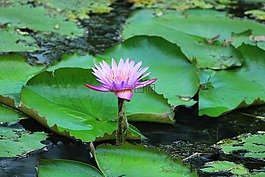 池,蓮花,葉