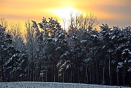 冬天,雪,森林