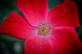 玫瑰,花,夏天