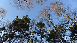 森林,樹(shù),天空