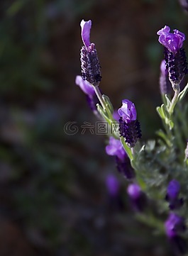 薰衣草芽,薰衣草,鮮花