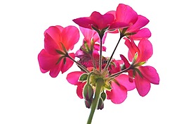 粉紅色,花,花的