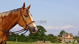 馬,農場,馬術