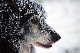 狗,邊框,邊境牧羊犬