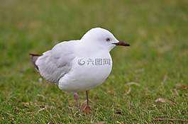 鳥,海鷗,草