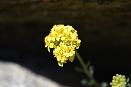 花,黃色,春天的花
