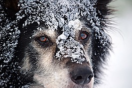 边框,狗,英国牧羊犬