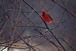 鳥,紅衣主教,冬天