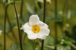 海葵,白,關(guān)閉