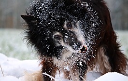 雪,狗,邊框