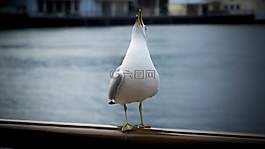 海鷗,鷗,水