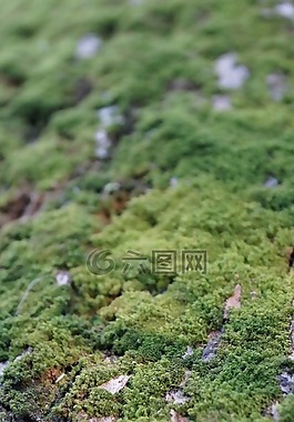 苔,綠色,特寫