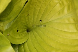 葉子,結構,綠色