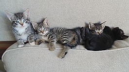 小貓,貓,可愛