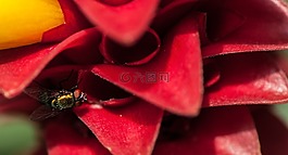 熱帶,花,蒼蠅