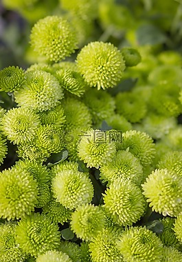 春天,鮮花,春天的花朵
