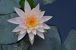 水百合,百合港口,荷花池
